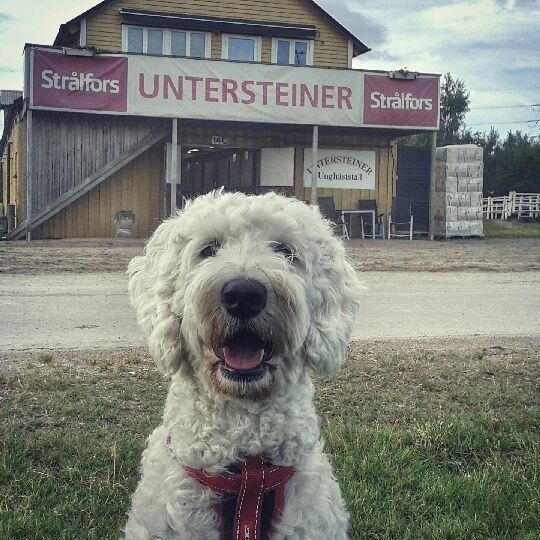 Saga på stallbacken