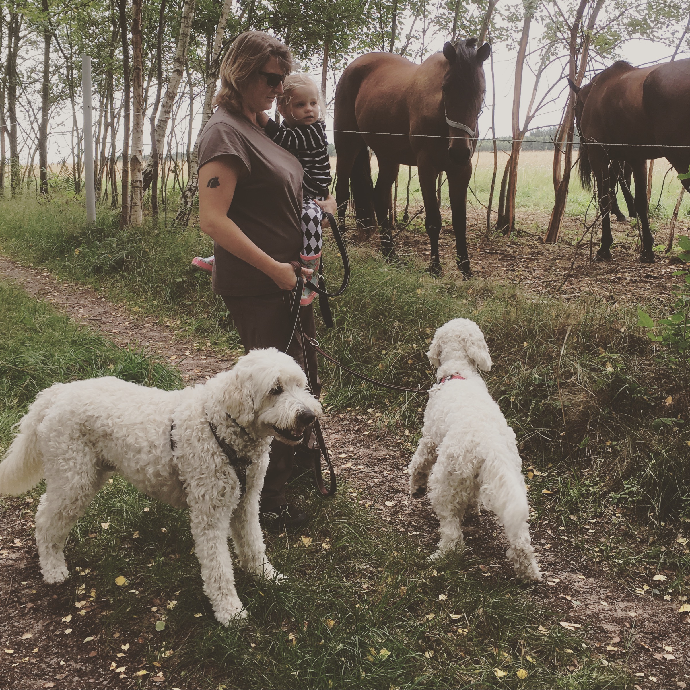 vi tittar på nyfikna fina hästar