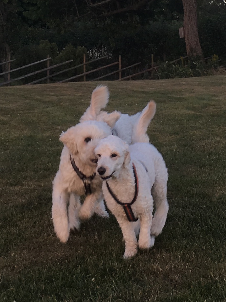 Mitzy får en kärleksfull tackling av Charlie här.