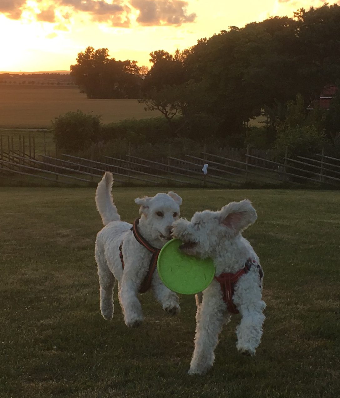 Saga har freesbeen och jagas av Mitzy