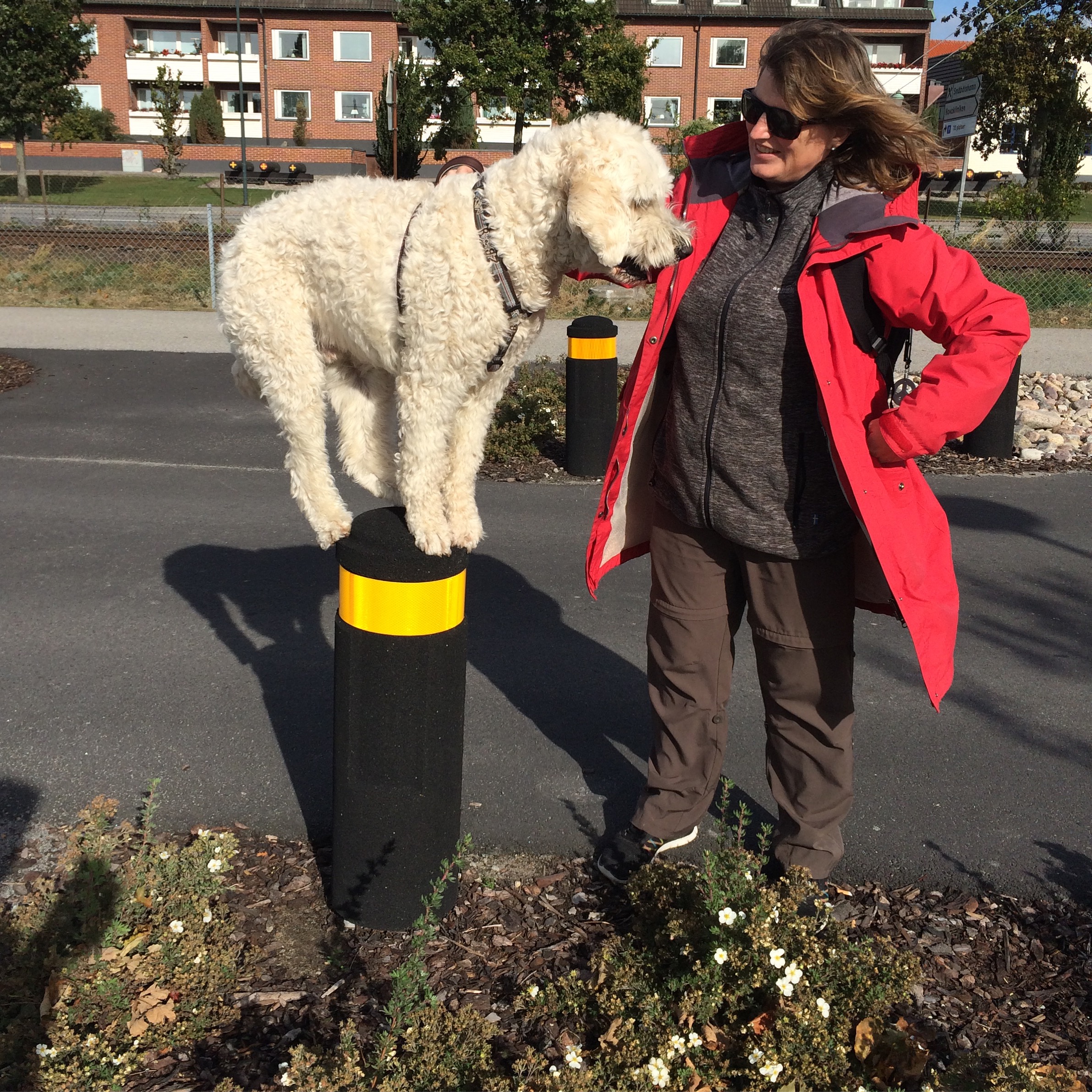 Charlie har tränat upp fin balans och styrka och han gillar utmaningen =)