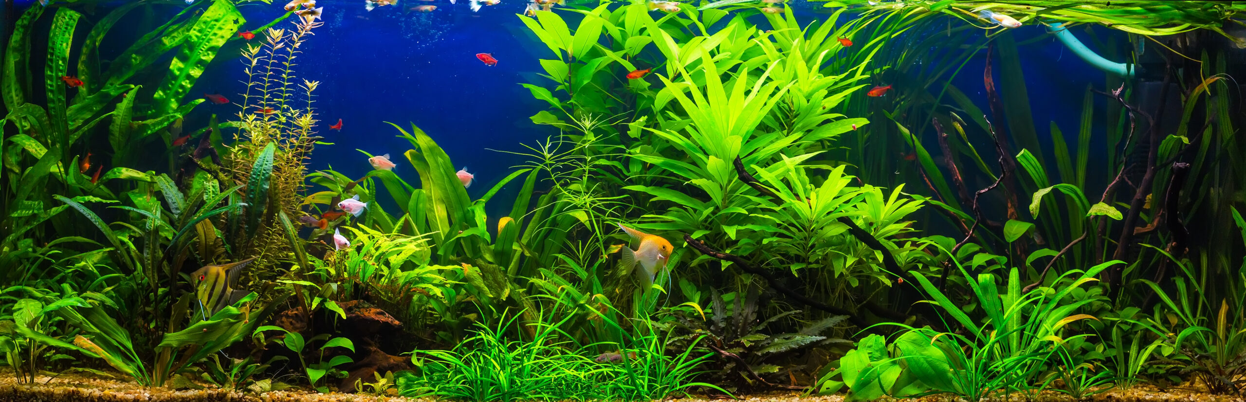 first time fish owner planted aquarium setup with tropical fish and live plants