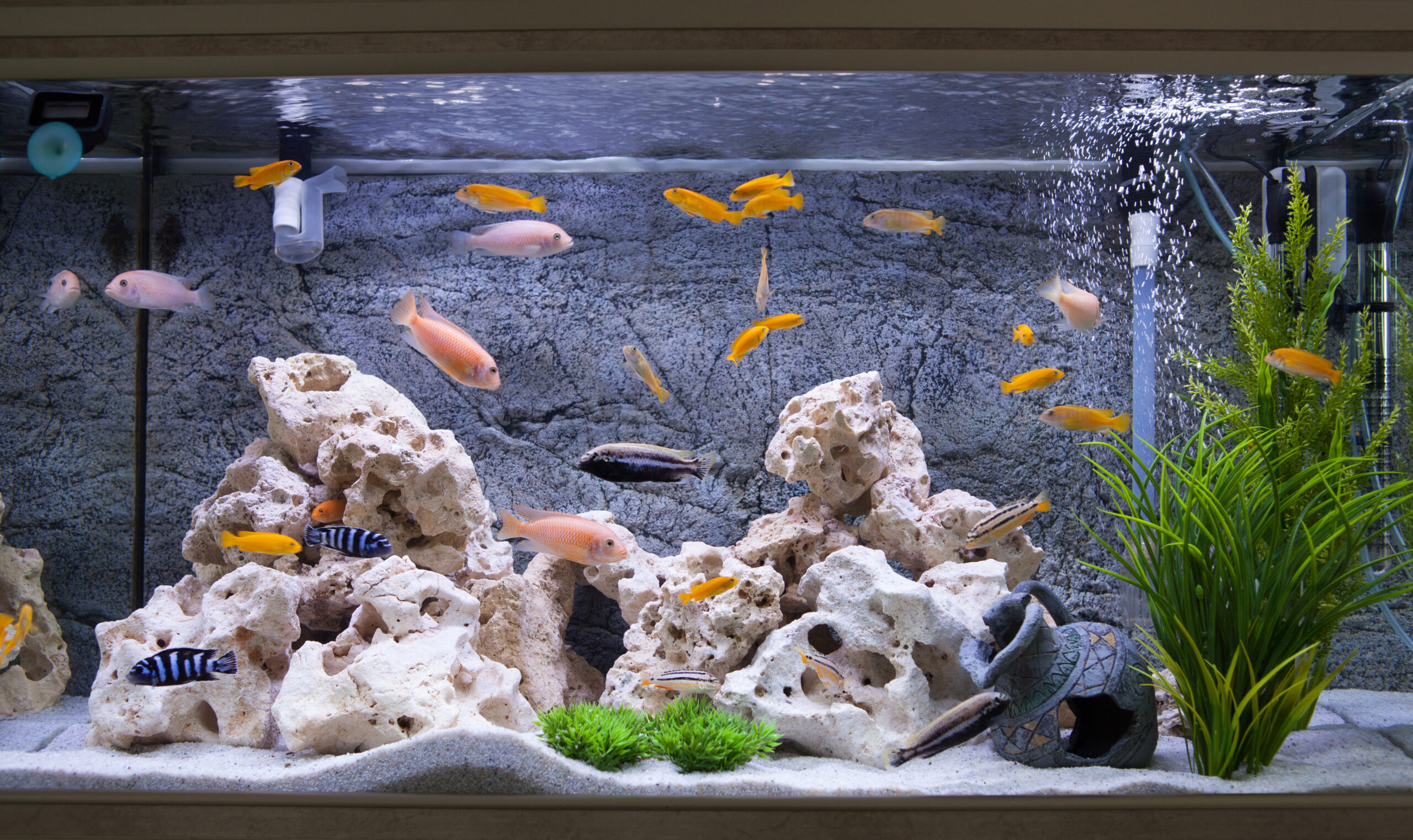 first time fish owner aquarium with cichlids, rocks, and filtration system