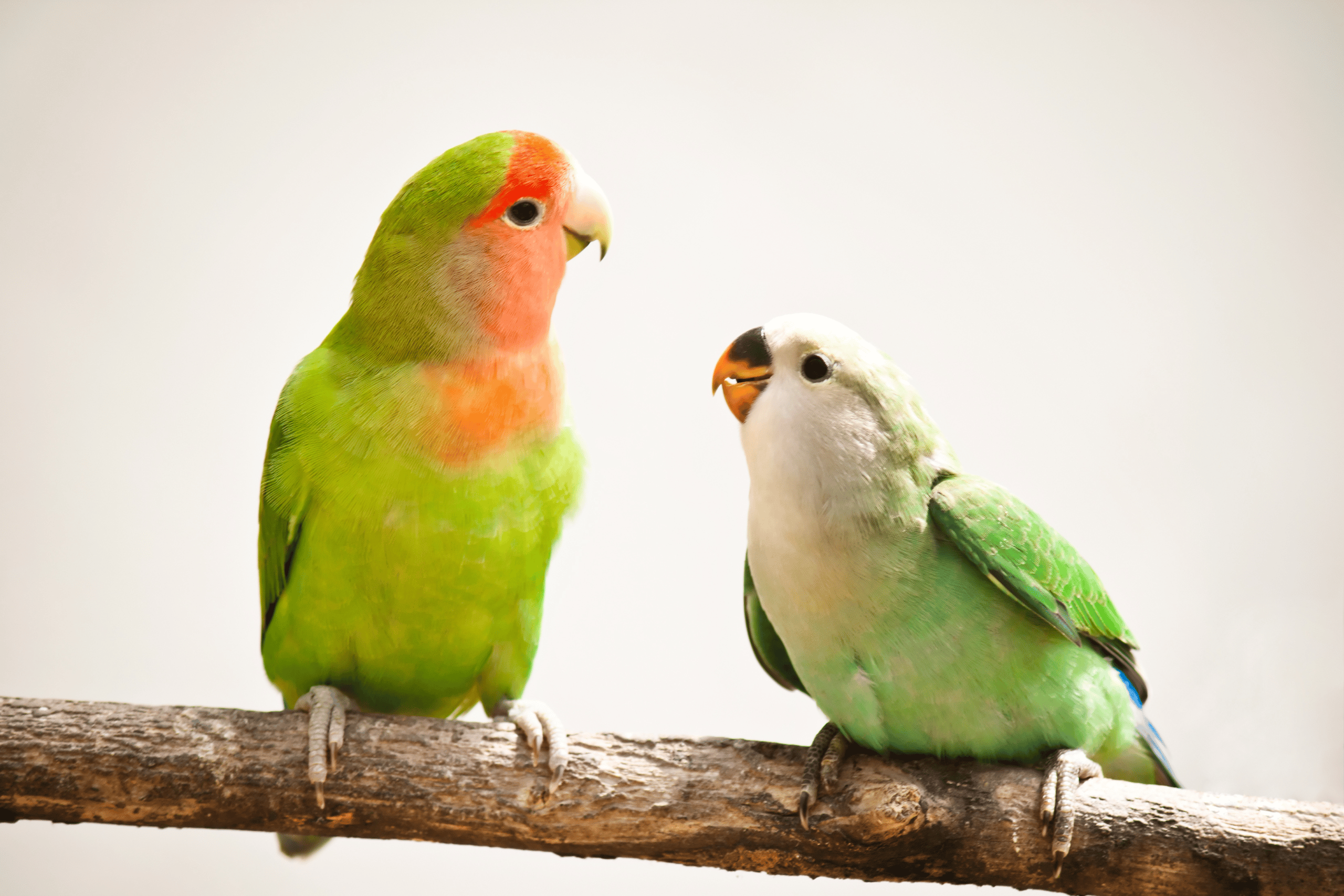 Things to Know Before Getting a Bird: A Practical Roadmap