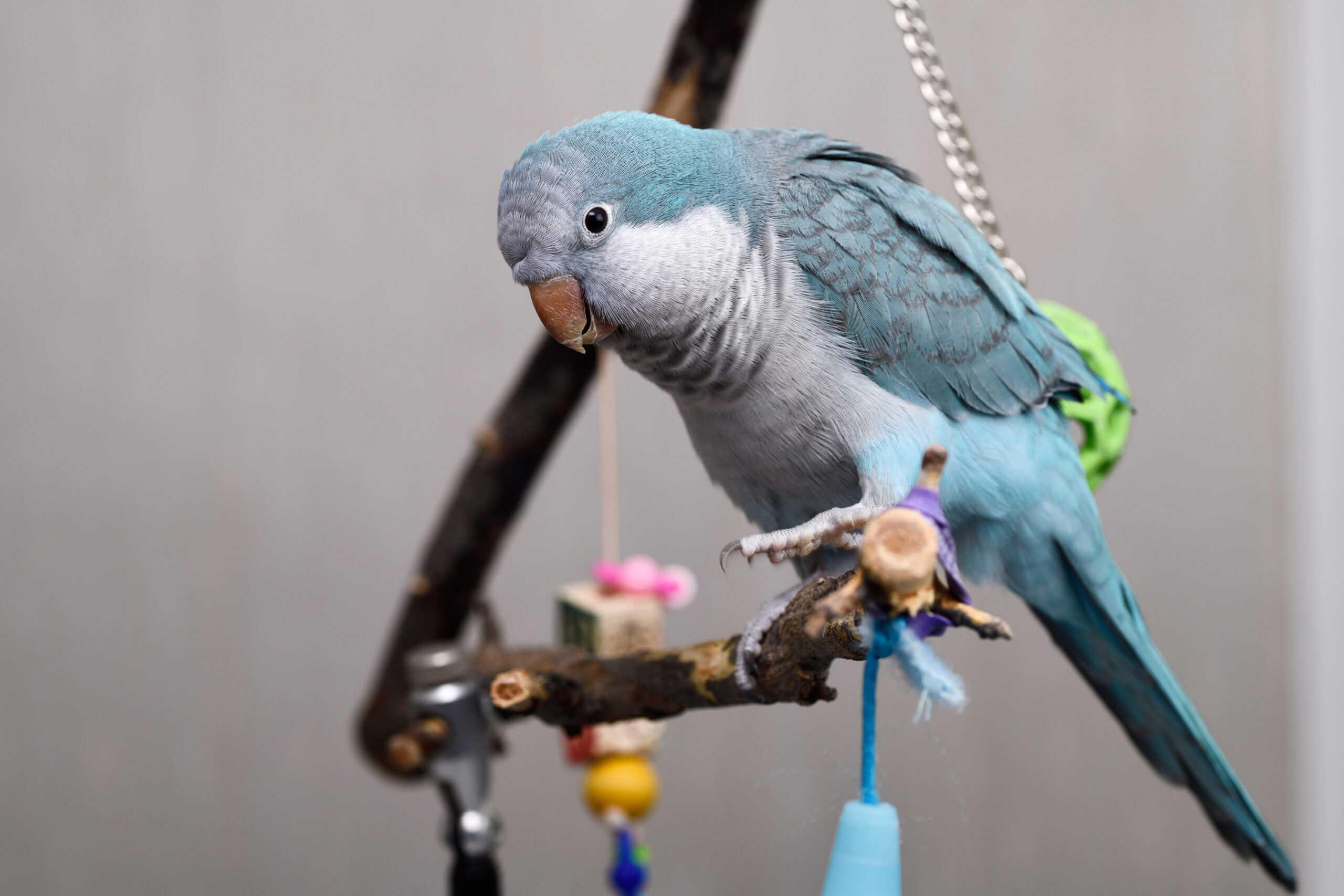 Blue Quaker parrot perched on a branch toy, example image for things to know before getting a bird