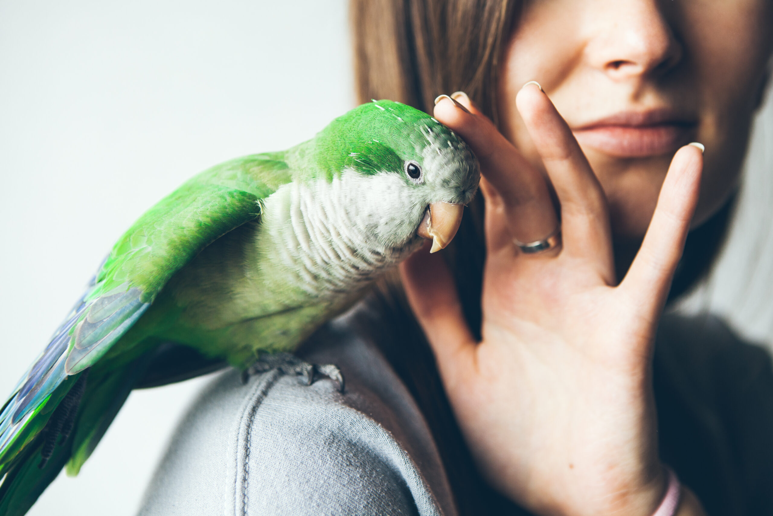 Green Quaker parrot bonding with owner — example of things to know before getting a bird