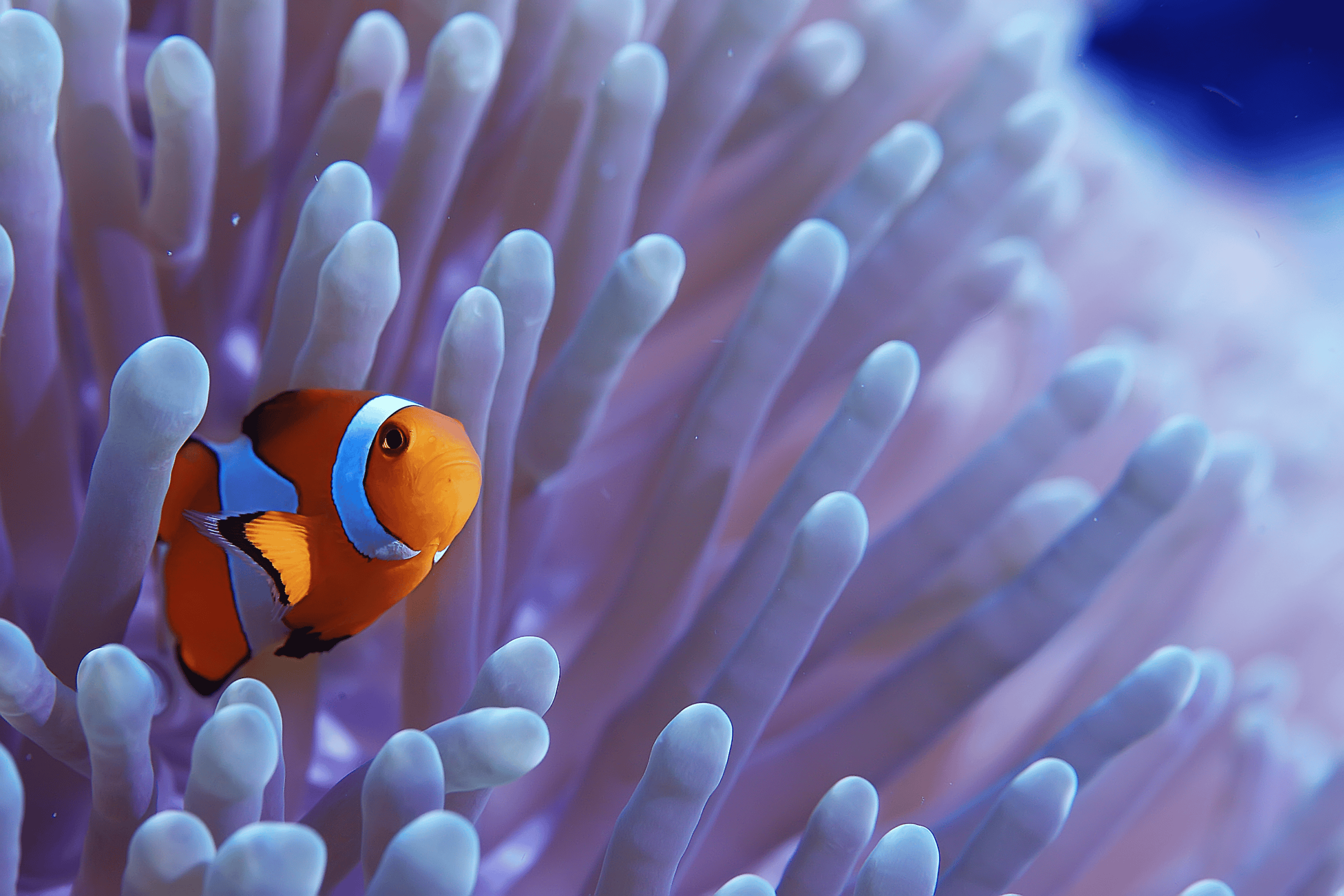 First Time Fish Owner? Tips for a Healthy Aquarium