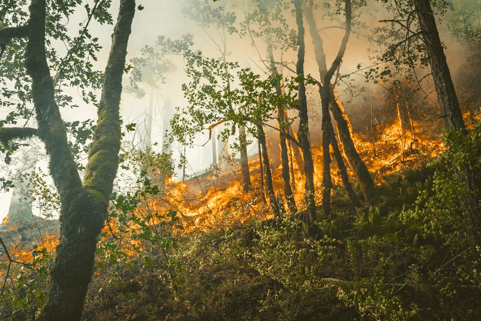 Fire Mitigation Techniques for Communities