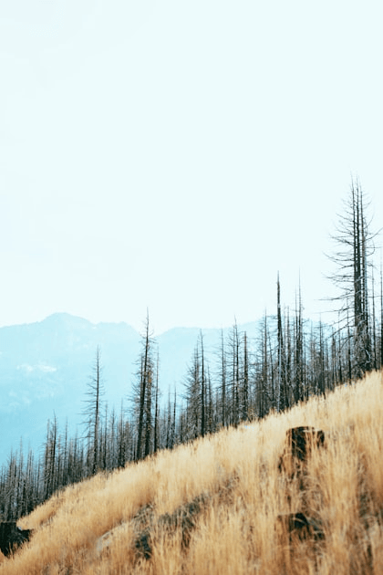Sustainable Practices for Ecosystem Management