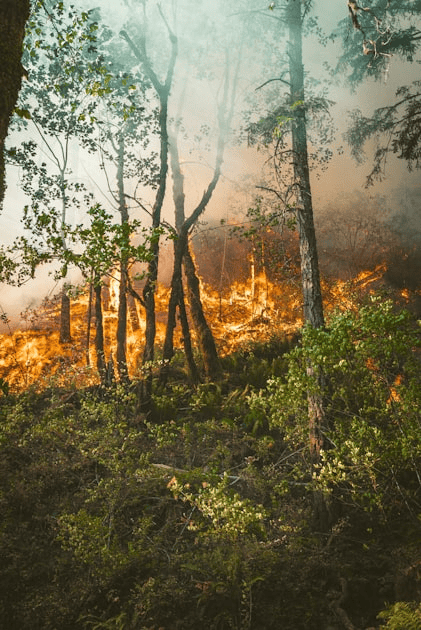 Community Safety and Environmental Services
