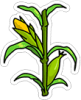 corn