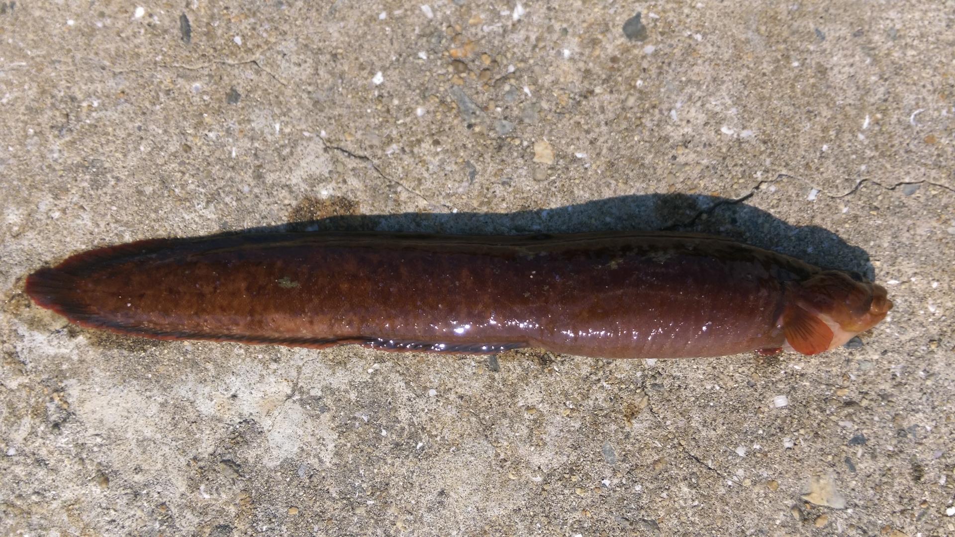 高級魚ギンポの基本知識 レシピ 旬な時期 釣り方 さばき方を解説 釣りラボマガジン