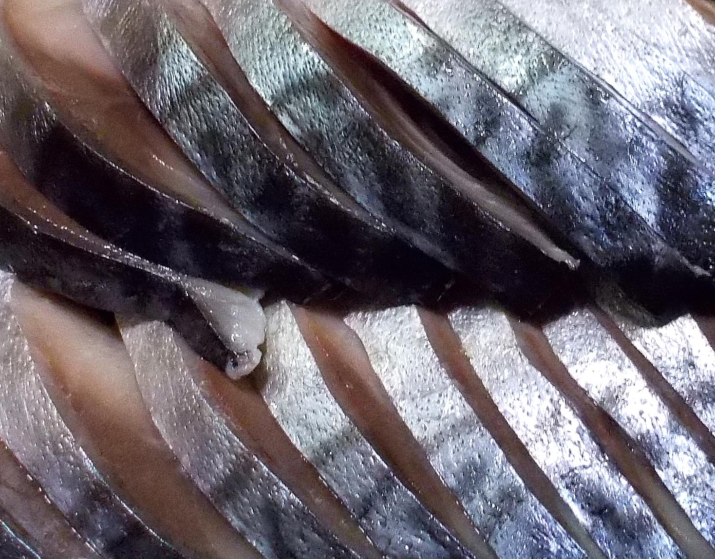 サバ折り の手順やコツを詳しく解説 サバ折り以外の締め方も紹介 釣りラボマガジン