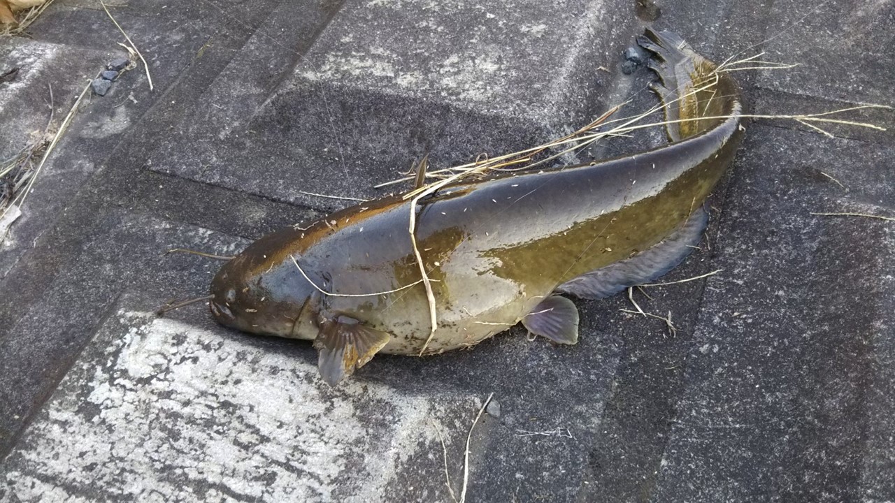昼間のナマズ釣りはラバージグがオススメ！物陰に隠れるナマズをカバー打ちで狙ってみよう！