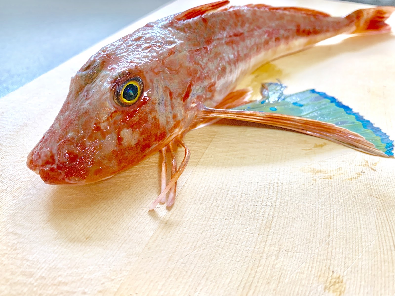 実は高級魚って本当！？ホウボウの生態や釣り方、調理方法を解説！