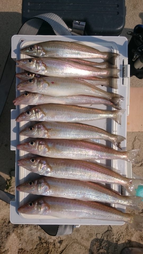 本日の釣果！