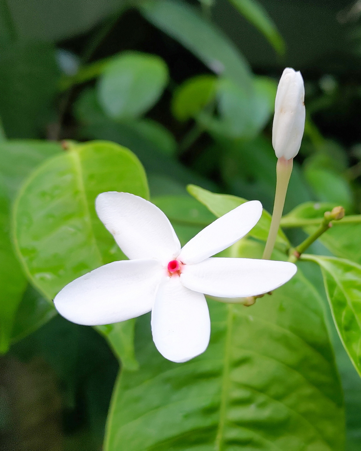 𝘒𝘰𝘱𝘴𝘪𝘢 𝘴𝘪𝘯𝘨𝘢𝘱𝘶𝘳𝘦𝘯𝘴𝘪𝘴 新加坡蕊木– 雲端植物園The 𝘒𝘰𝘱𝘴𝘪𝘢 𝘴𝘪𝘯𝘨𝘢𝘱𝘶𝘳𝘦𝘯𝘴𝘪𝘴 新加坡蕊木– 雲端植物園The