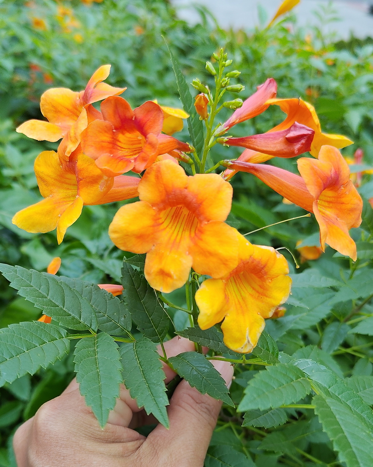 𝘛𝘦𝘤𝘰𝘮𝘢 'Orange Jubilee' 黃鐘花-橙色千禧– 雲端植物園The cloud