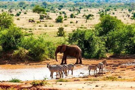 Is Prop Trading Legal in Kenya?