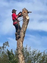 A person in red shirt and black hat climbing a tall wooden utility pole with a chainsaw, cutting the top of the pole against a cloudy sky.