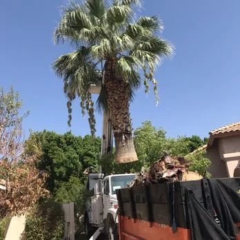 Palm Tree removal Tucson, az