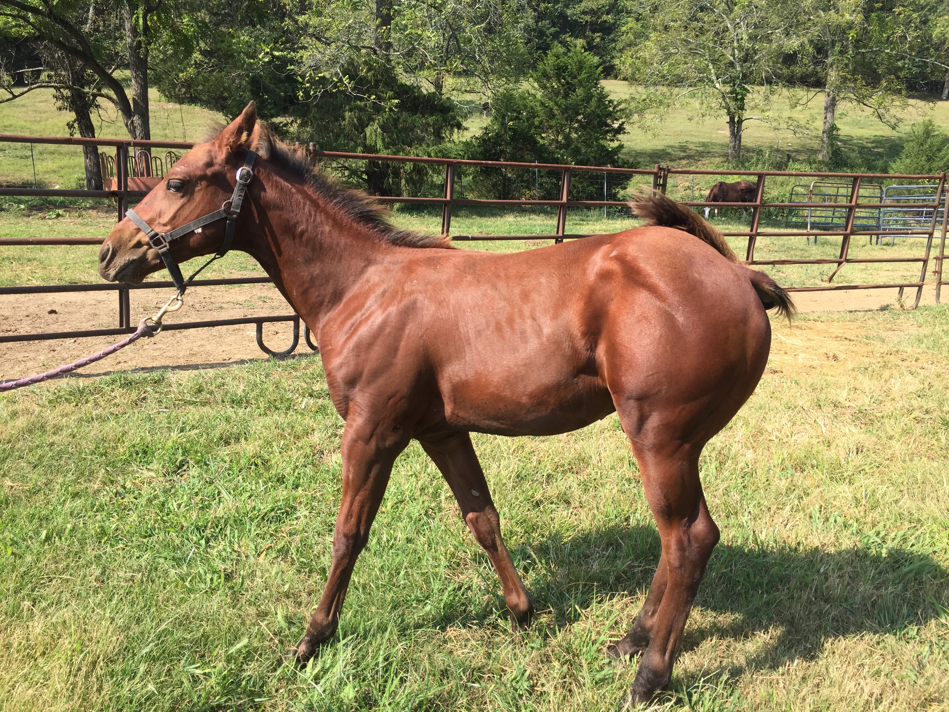 Enjoy the luxury of a private home in the exclusive black diamond ranch, listed as one of florida's top 100 private residential golf community. SOLDâ¦..2015 AQHA bay stallion-High Brow Hickory bred
