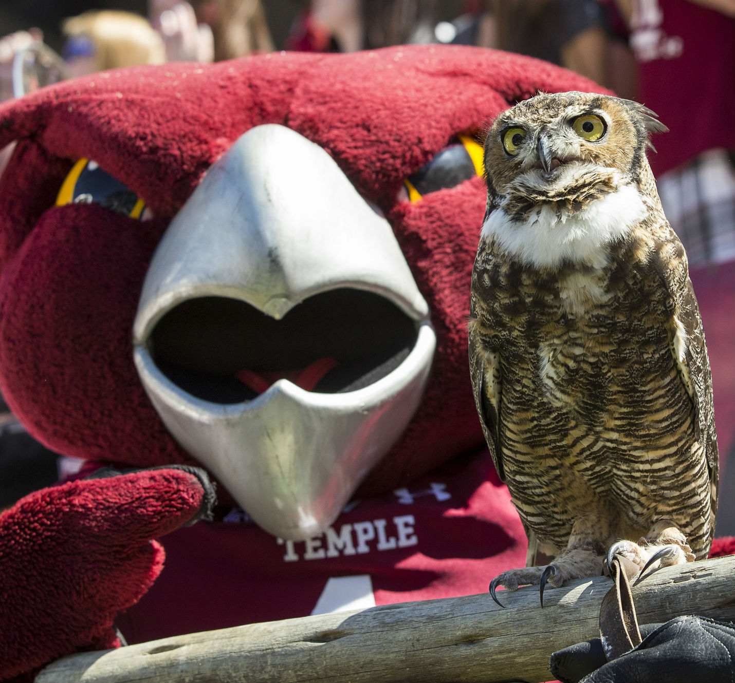 80s Champion 赤単色タグ TEMPLE OWLS フクロウ stella_2.jpg?fit=1200,1116&ssl=1