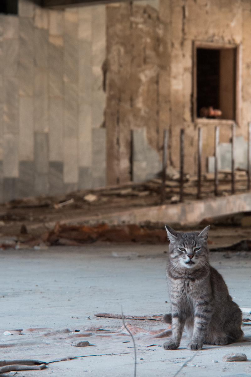 Zonenkatze