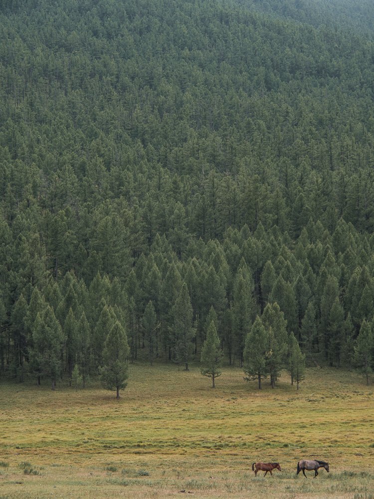 mongolischer Wald mit Tier