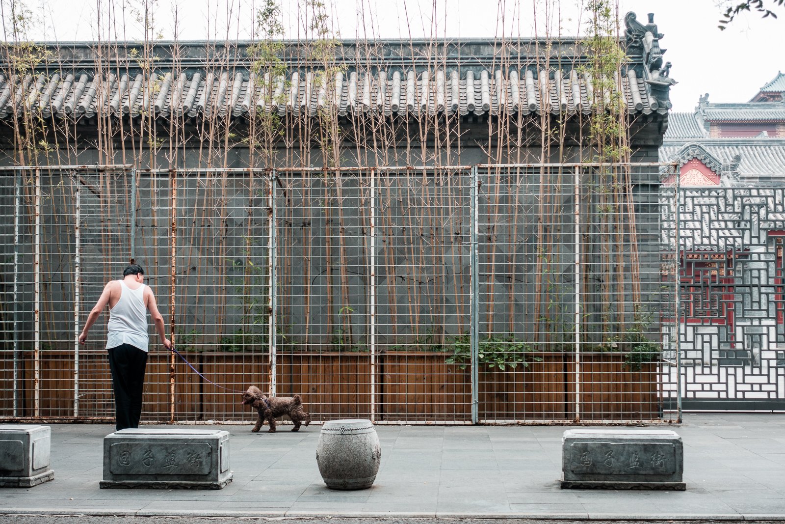 Hö? Was macht der Hund außerhalb der Pfanne?