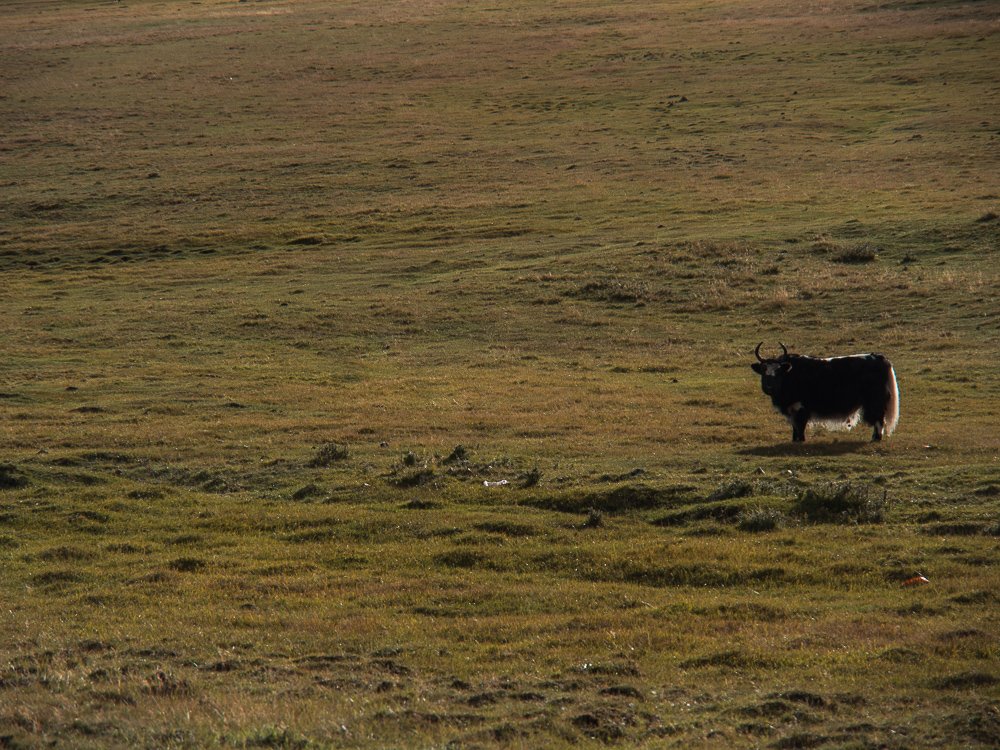 Yak