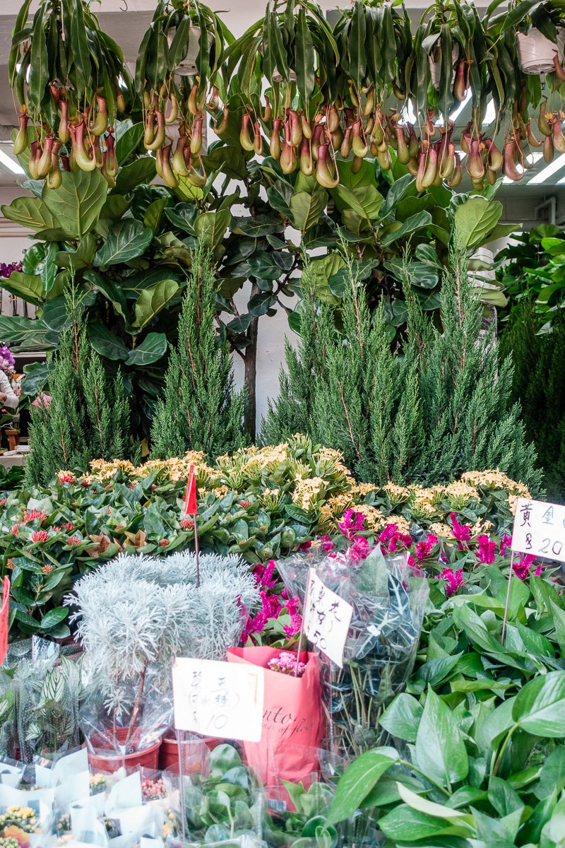 Fleischfresserblumen