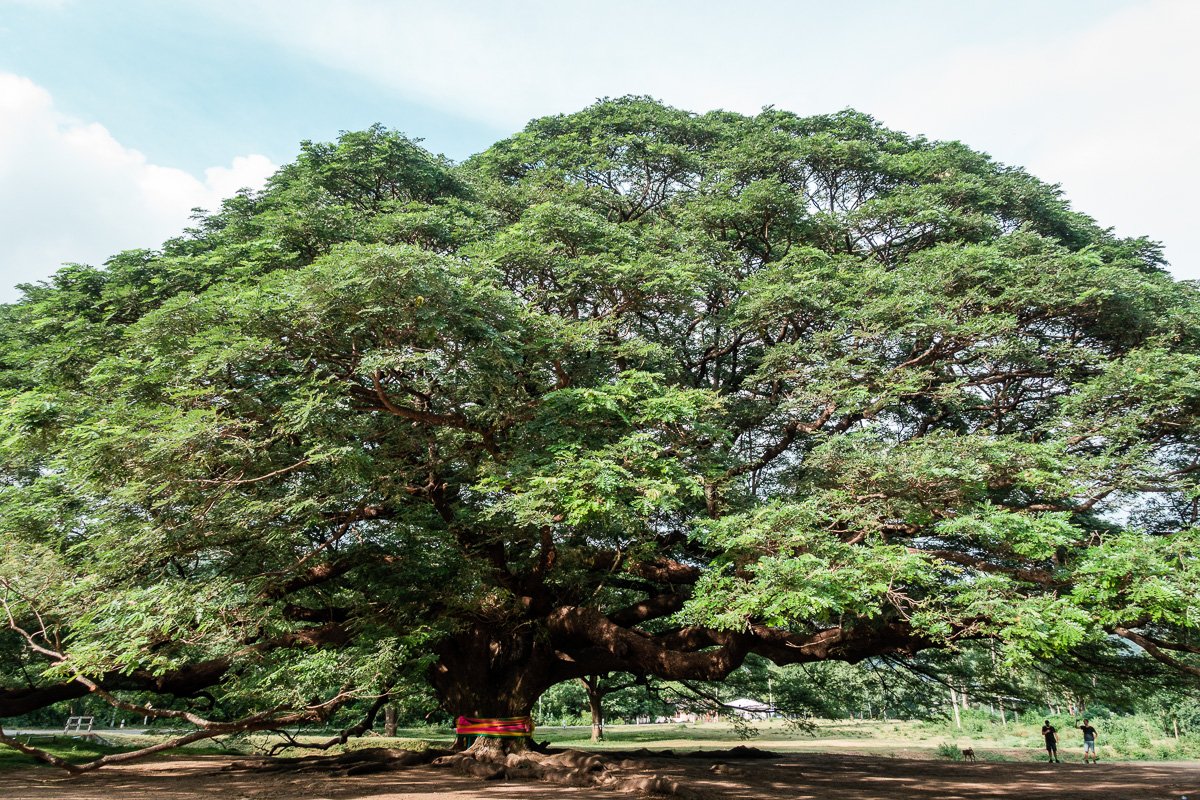 Großer Baum ist groß