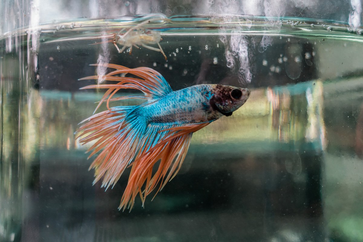 Flügel-Fisch