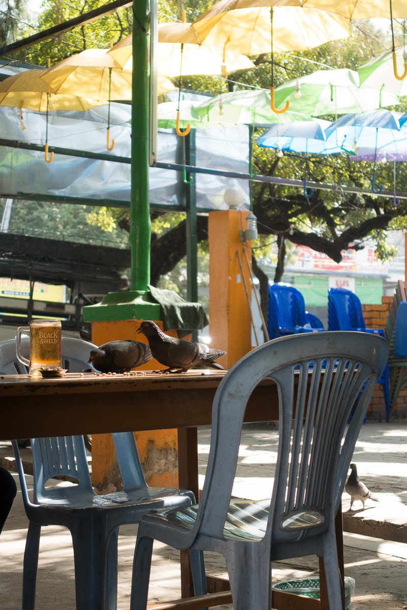 Taubsi füttern in der beer station