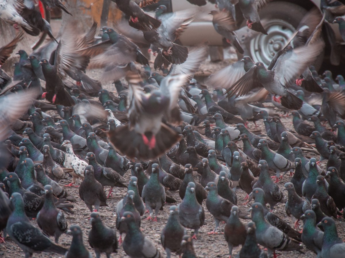 Unkontrollierte Vermehrung