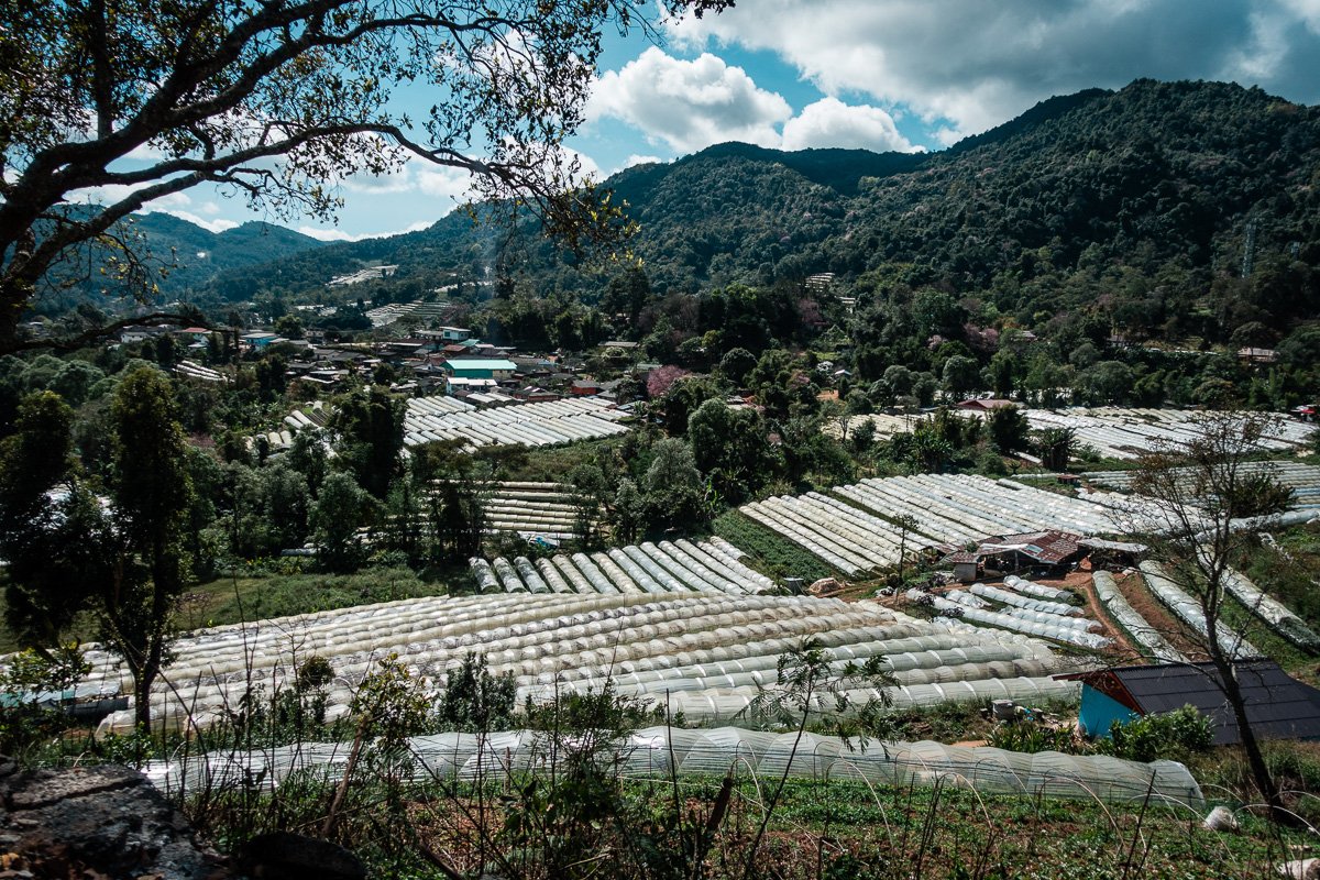 Gewächshausüberschuss