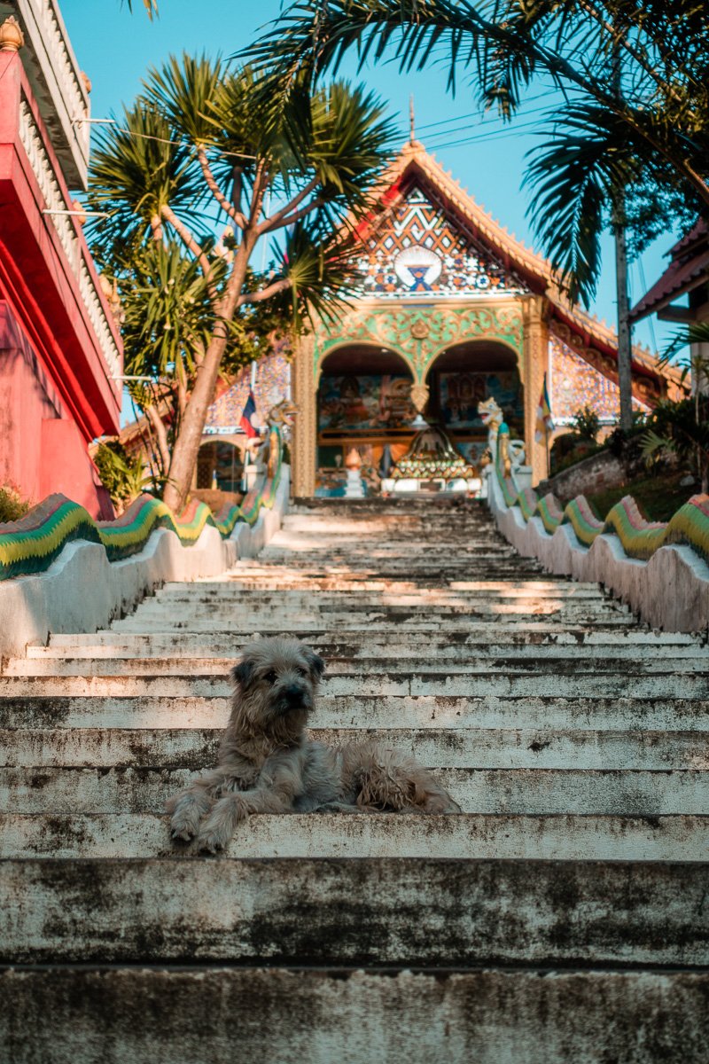 Zottelhund, Tempeltreppe