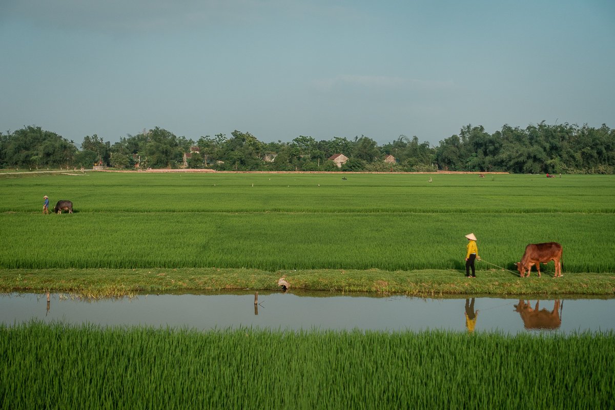 Ich geh' mit meiner Kuh....