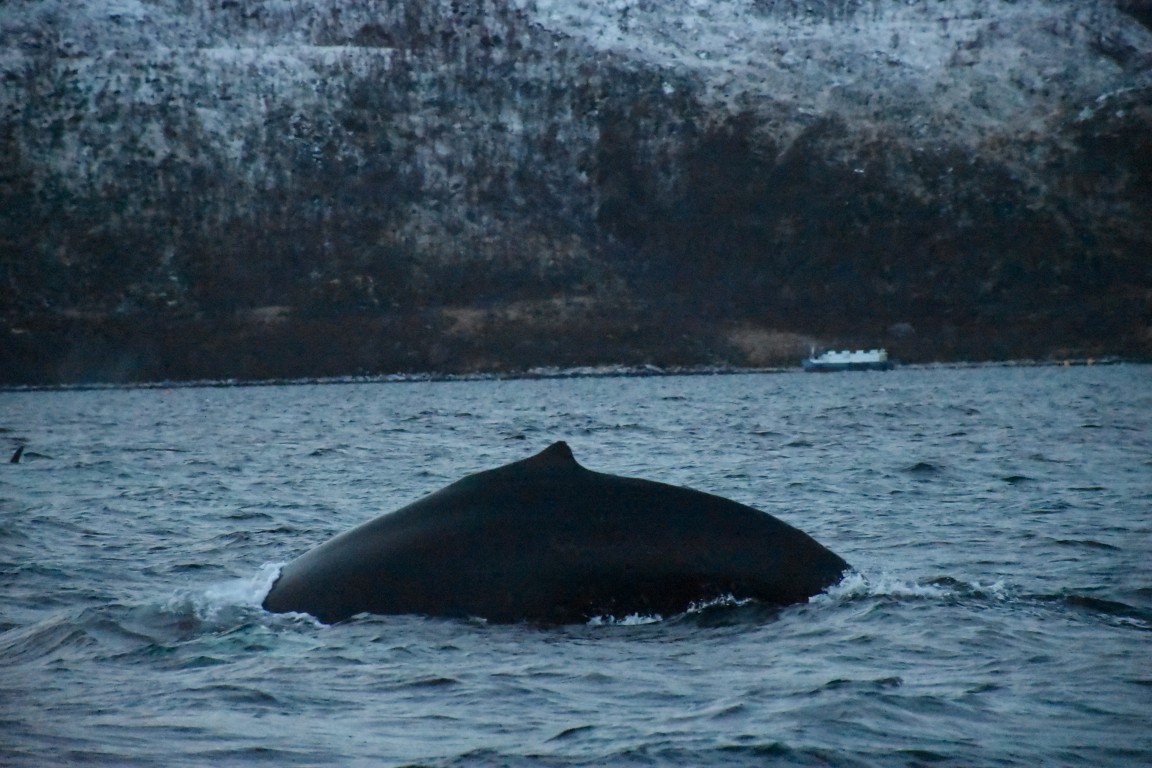 humbback3