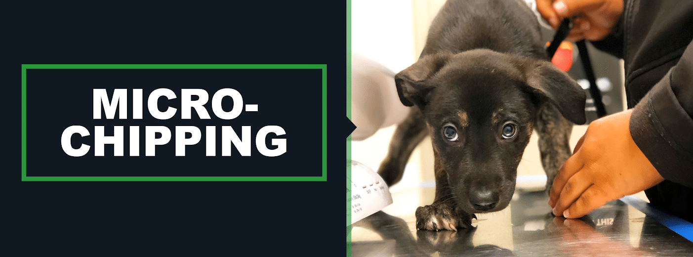 Soft, chewy, cookies with melt in your mouth dark from www.pinterest.com. Microchipping Tulsa Spcatulsa Spca