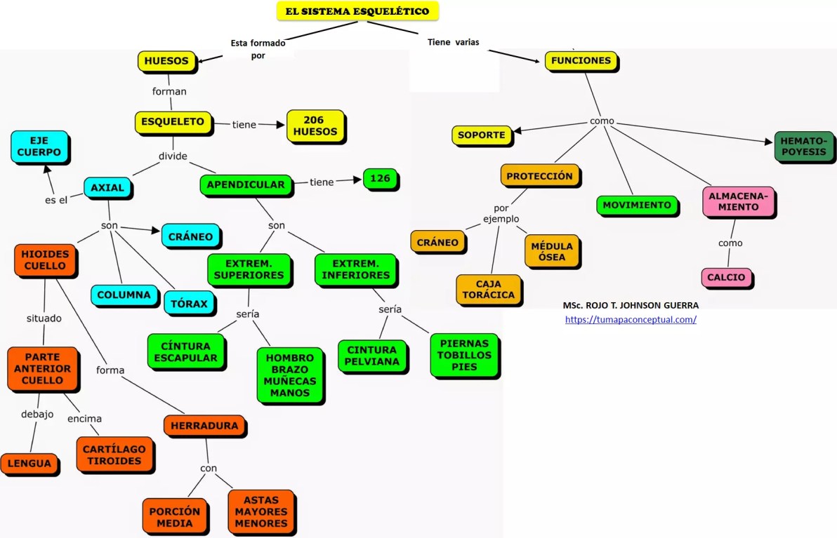 Mapa conceptual sistema esquelético