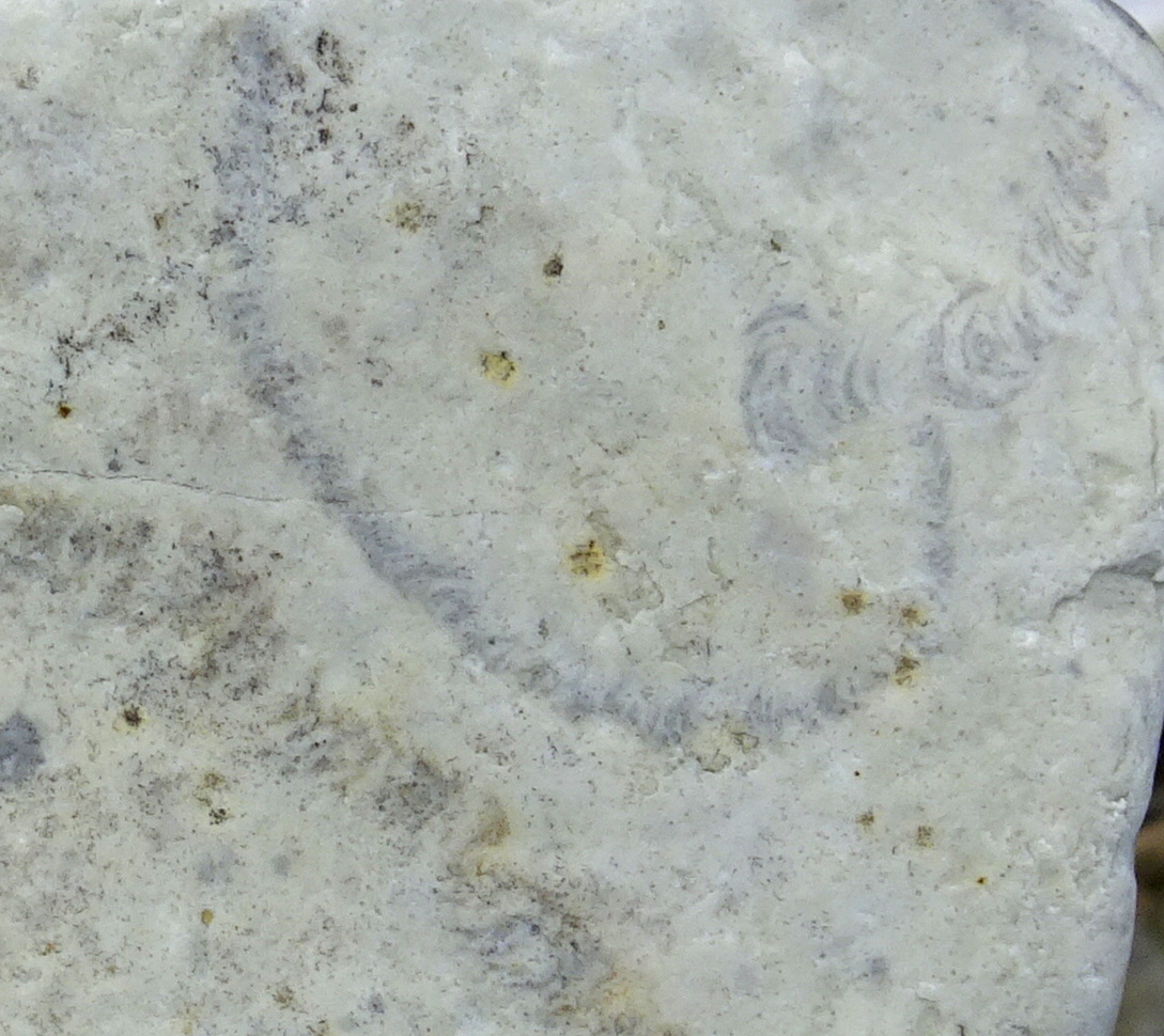 Trace fossils