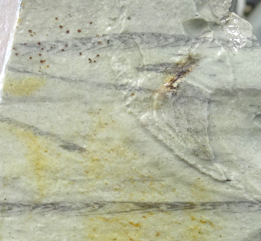Trace fossils
