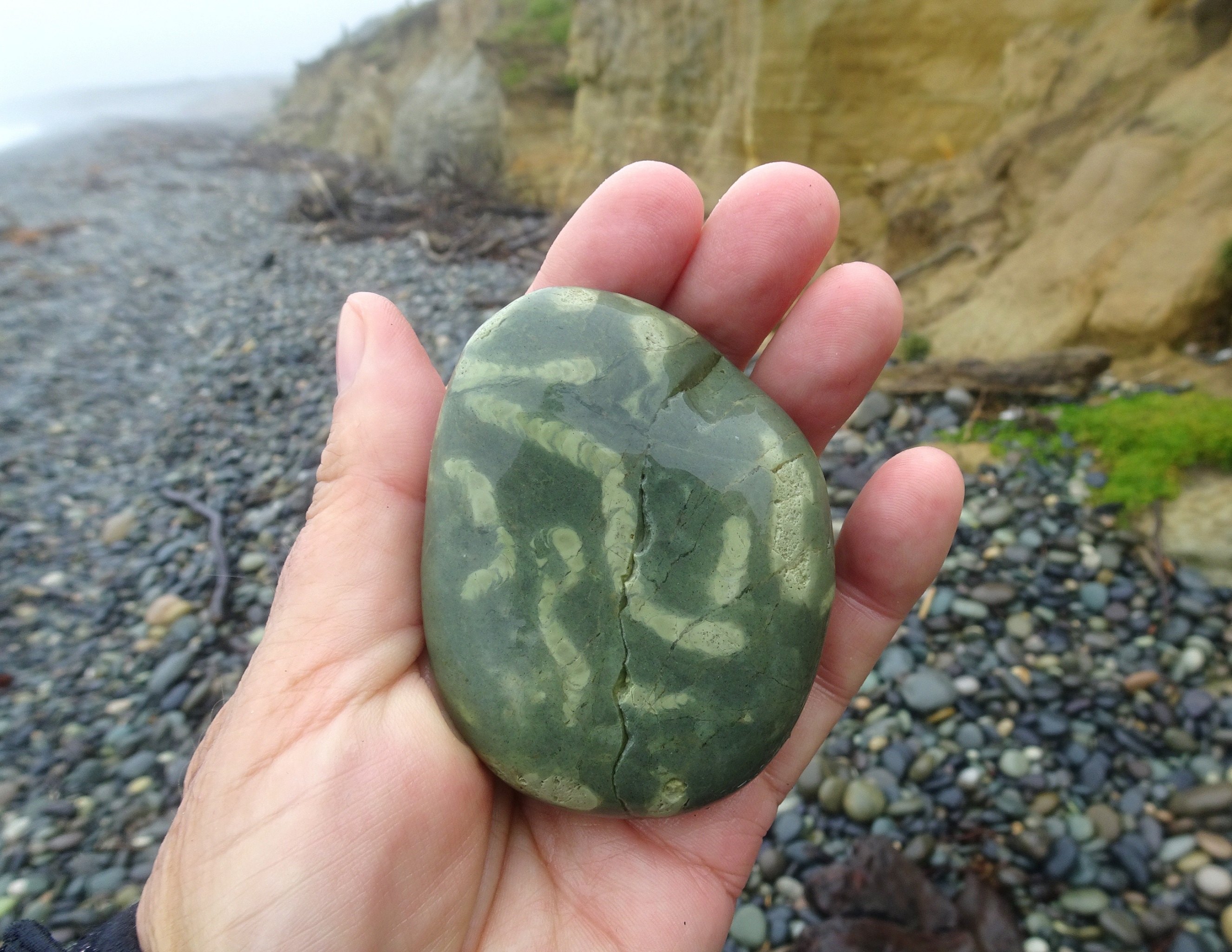 Trace fossils in argillite. Good sized chevron traces.