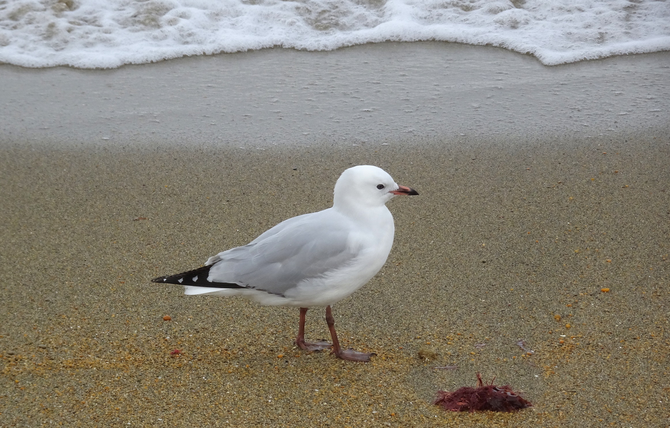 Seagull on the small Moeraki Village beach.