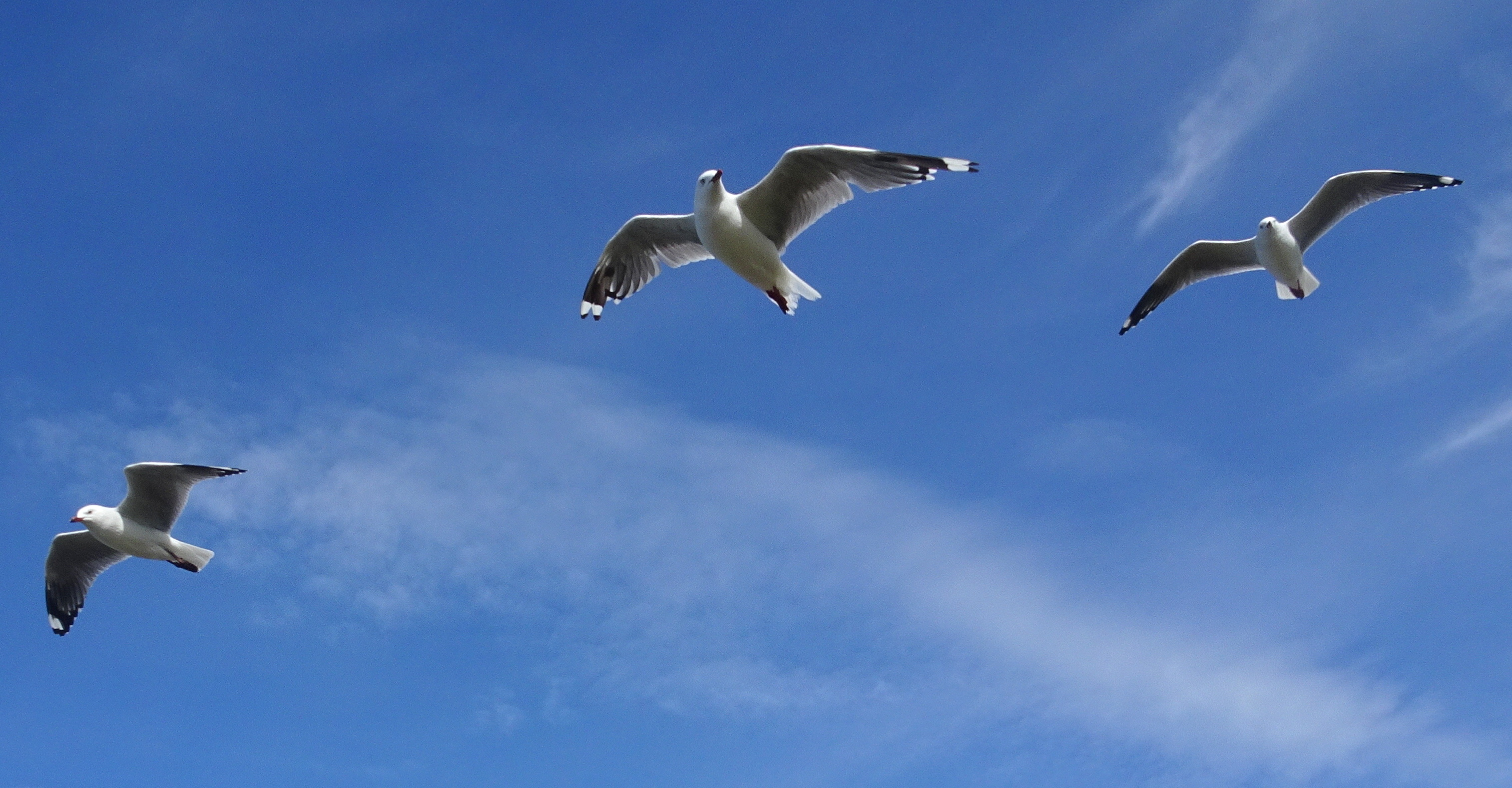 Three sea gulls over the Kakanui beach.
