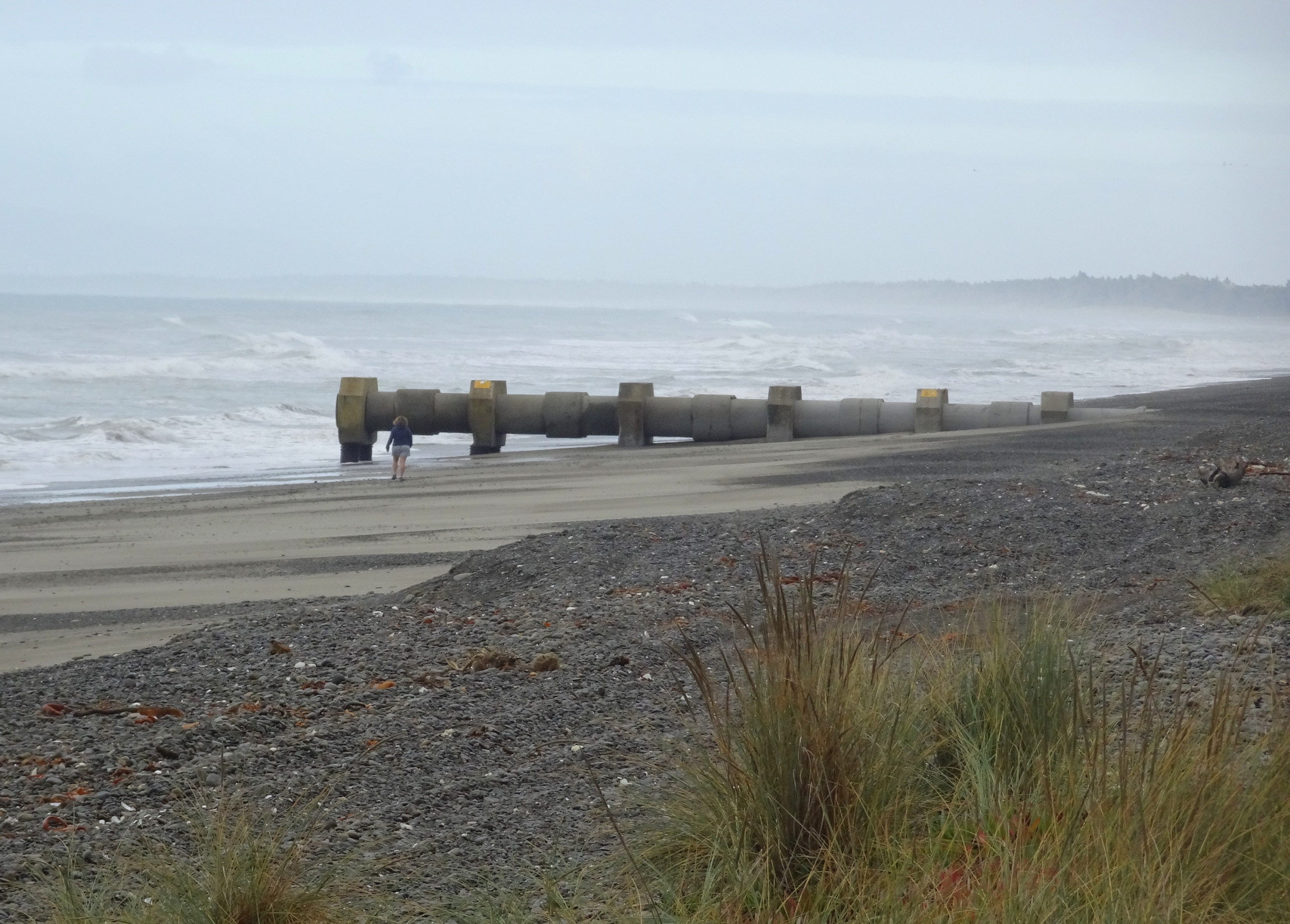 I always walk southwards from where I park the car at Leithfield Beach to fossick around these old stormwater pipes. The person near them provides scale.