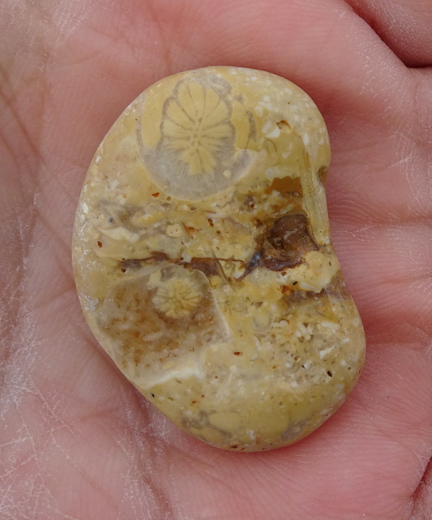 Fossil hash stone.