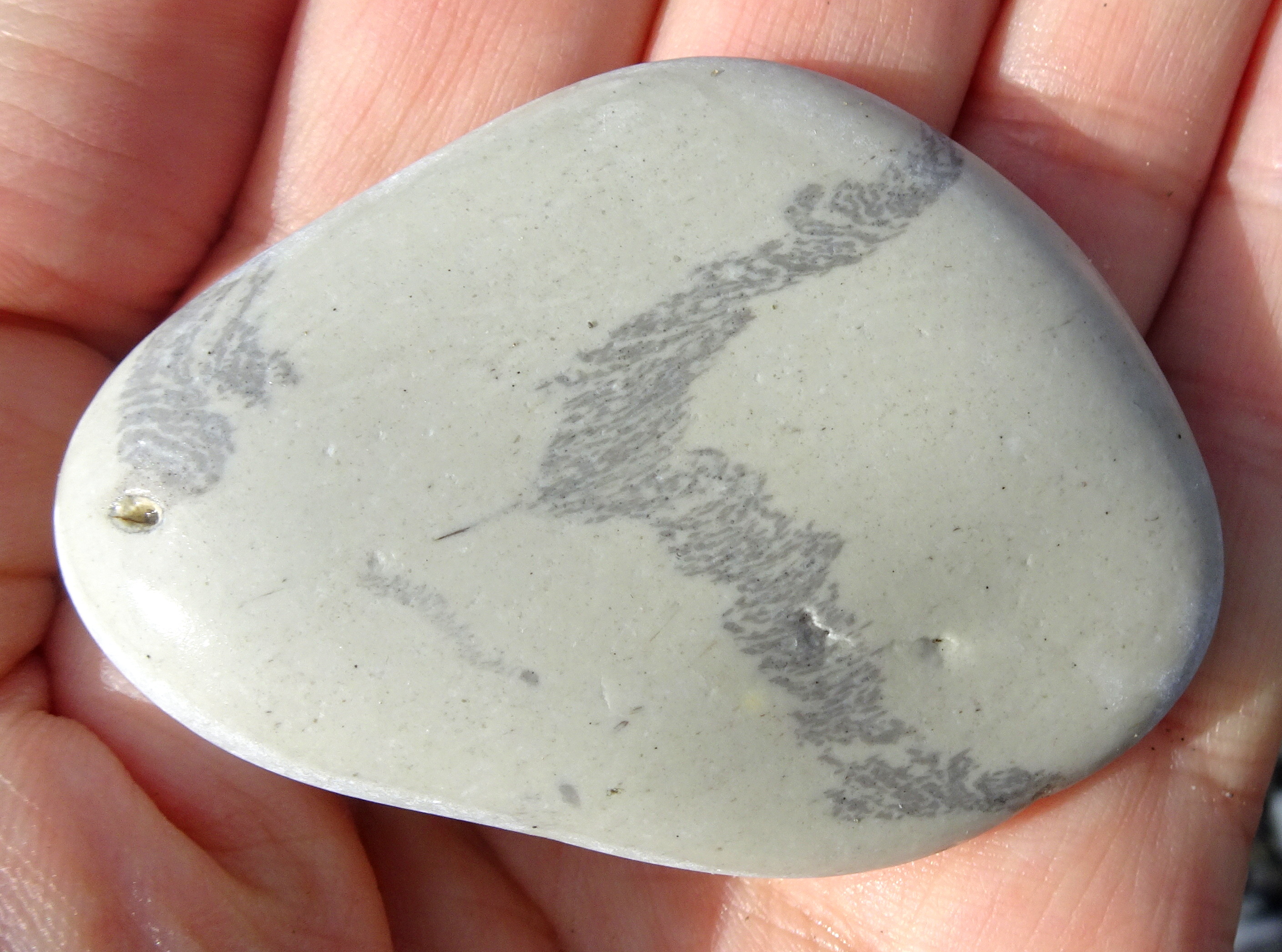 Another zoophycos trace fossil from the Kaikoura coast.